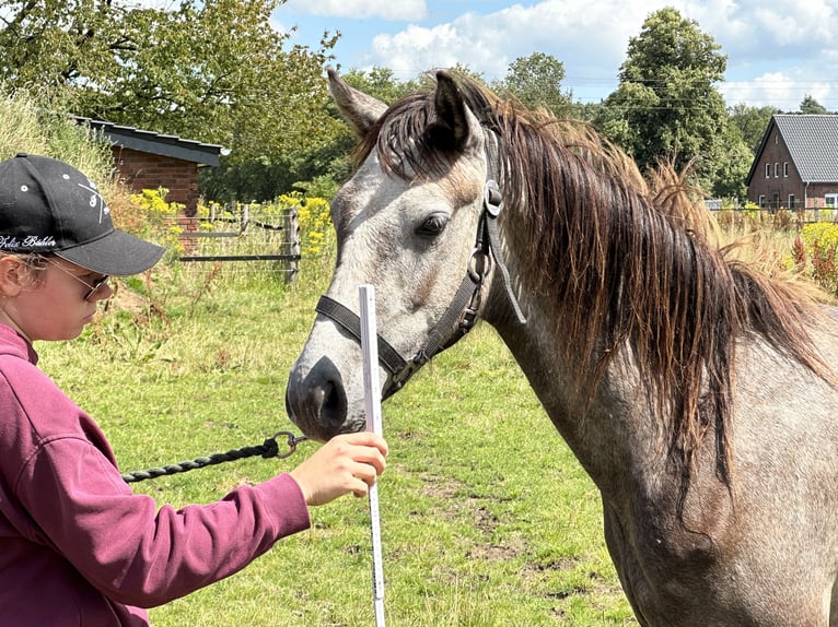 Connemara Stallion 2 years Brown Falb mold in Goch