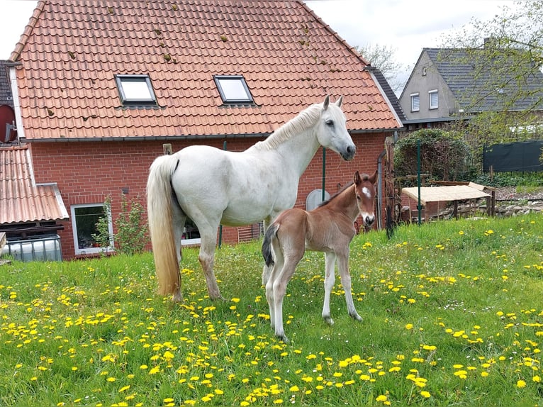 Connemara Stallion 2 years Brown in Hambergen