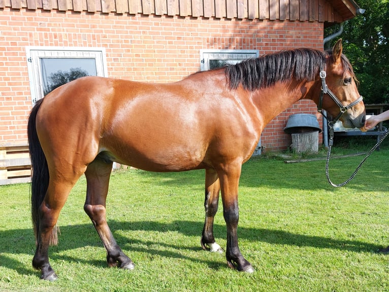 Connemara Stallion 2 years Brown in Hambergen