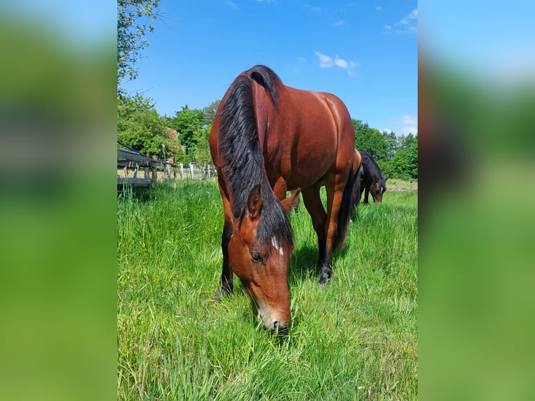 Connemara Stallion 2 years Brown in Hambergen