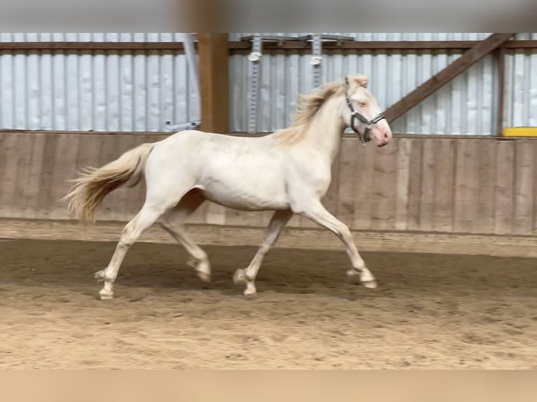 Connemara Stallion 2 years Perlino in Osdorf