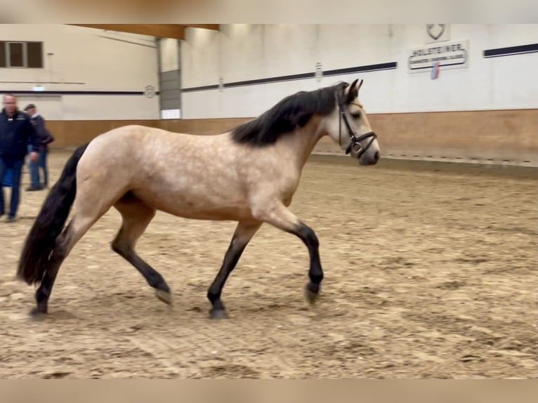 Connemara Stallion 2 years Perlino in Osdorf