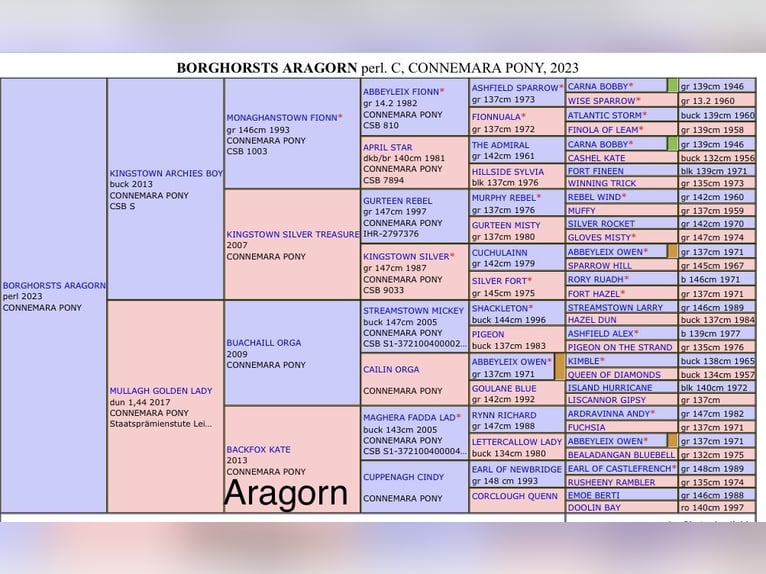 Connemara Stallion 2 years in Osdorf