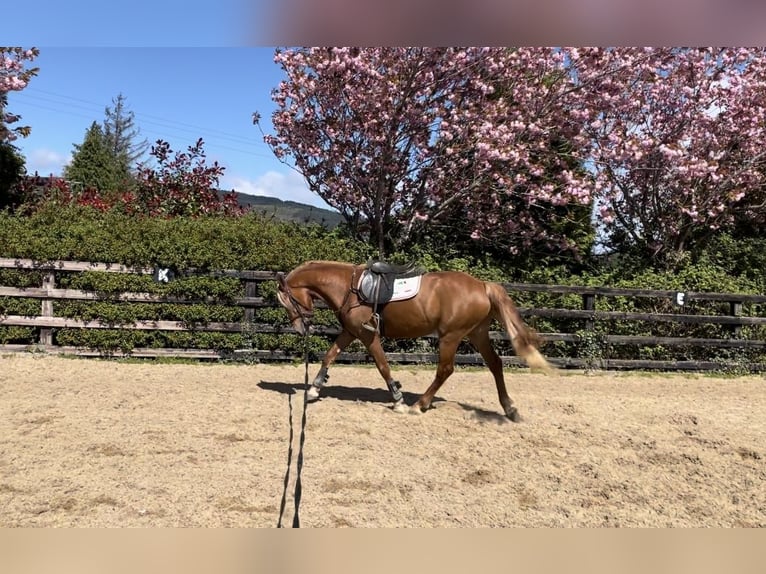 Connemara Stallion 3 years 14,2 hh Chestnut in Gorey