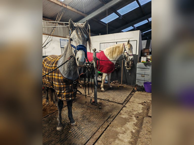 Connemara Stallion 3 years 14,2 hh Gray in Villingen-Schwenningen