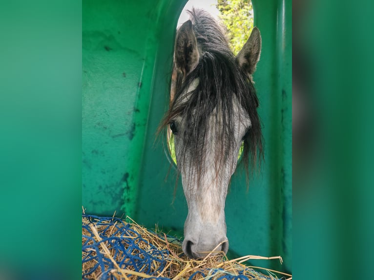 Connemara Stallion 3 years 14,2 hh Gray in Villingendorf