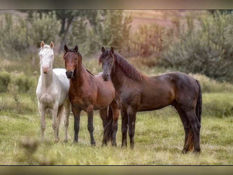 Connemara Stallion 3 years 14,1 hh Brown in Frellstedt