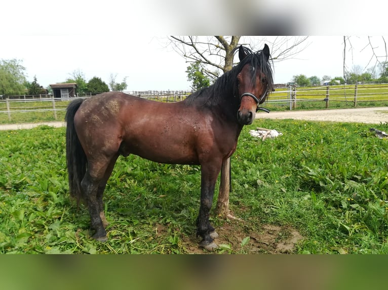Connemara Stallion 4 years 14,1 hh Brown in Pont du Bois