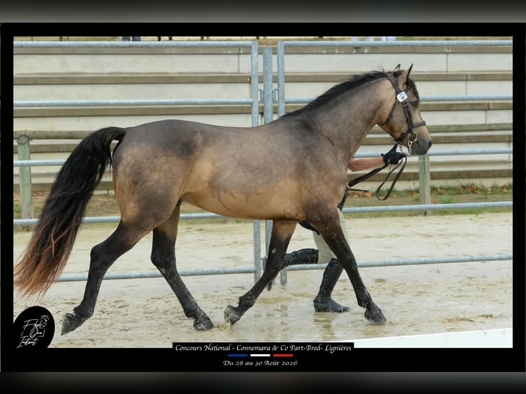 Connemara Stallion 4 years 14.1 hh Buckskin in Saint-Amand-en-Puisaye