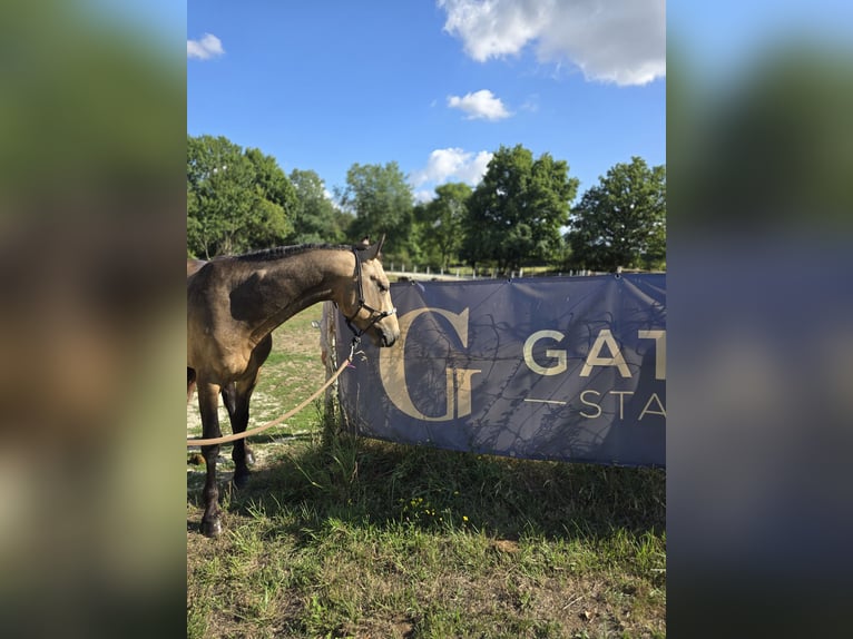 Connemara Stallion 4 years 14.1 hh Buckskin in Saint-Amand-en-Puisaye