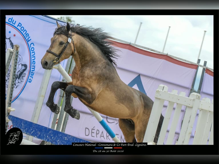 Connemara Stallion 4 years 14.1 hh Buckskin in Saint-Amand-en-Puisaye