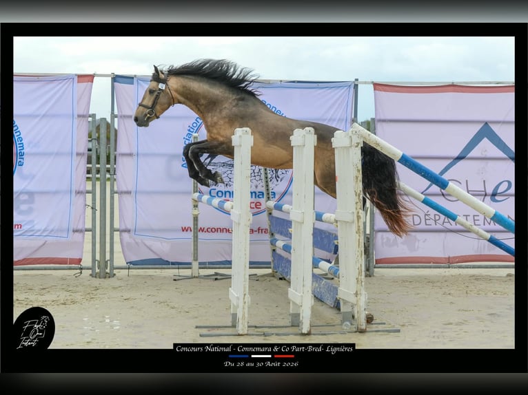 Connemara Stallion 4 years 14.1 hh Buckskin in Saint-Amand-en-Puisaye