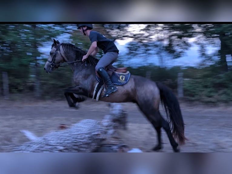 Connemara Stallion 4 years 14.1 hh Buckskin in Saint-Amand-en-Puisaye