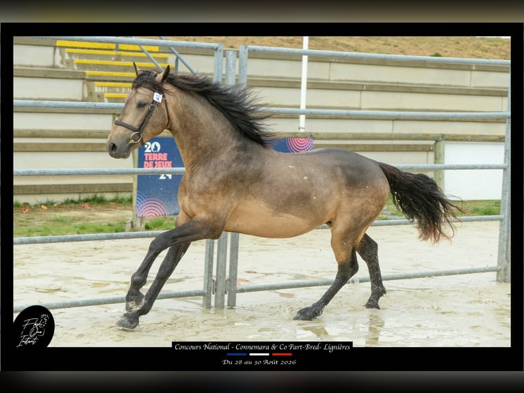 Connemara Stallion 4 years 14.1 hh Buckskin in Saint-Amand-en-Puisaye