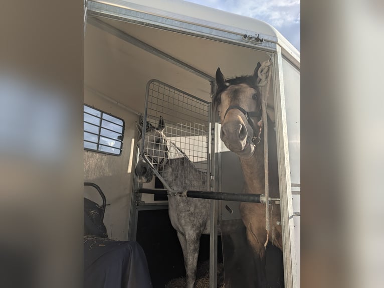 Connemara Stallion 4 years 14.1 hh Buckskin in Saint-Amand-en-Puisaye