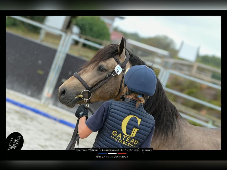 Connemara Stallion 4 years 14.1 hh Buckskin in Saint-Amand-en-Puisaye