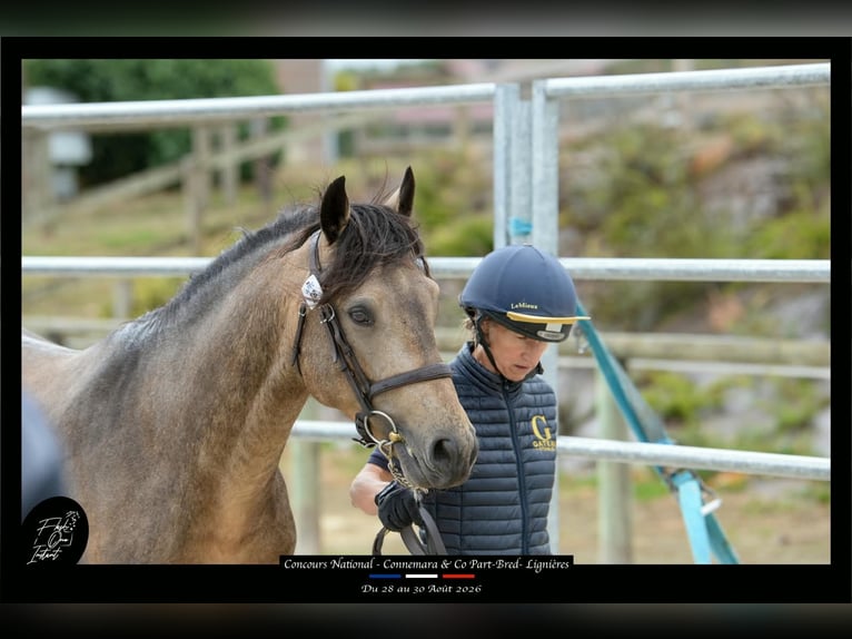 Connemara Stallion 4 years 14.1 hh Buckskin in Saint-Amand-en-Puisaye