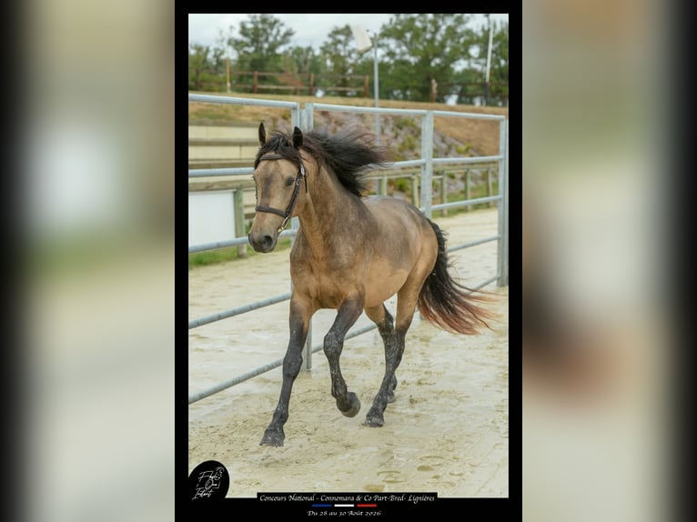 Connemara Stallion 4 years 14.1 hh Buckskin in Saint-Amand-en-Puisaye