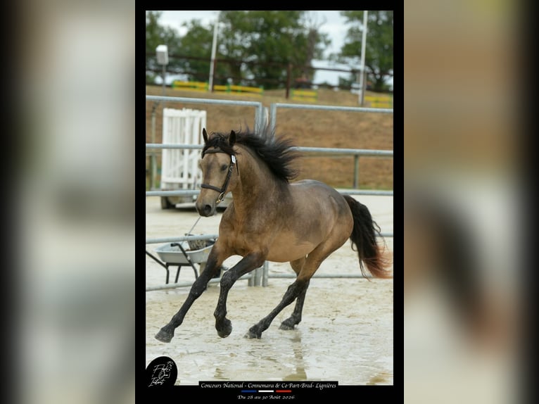 Connemara Stallion 4 years 14.1 hh Buckskin in Saint-Amand-en-Puisaye