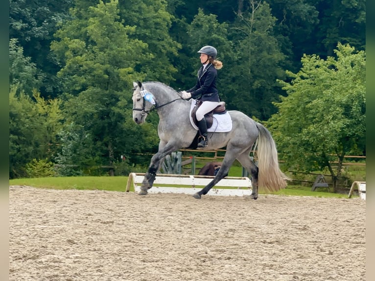 Connemara Stallion 4 years 14,1 hh Grey-Dark-Tan in Lisberg