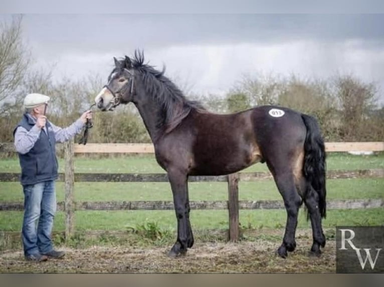 Connemara Stallion 5 years 14.1 hh Brown in Sligo