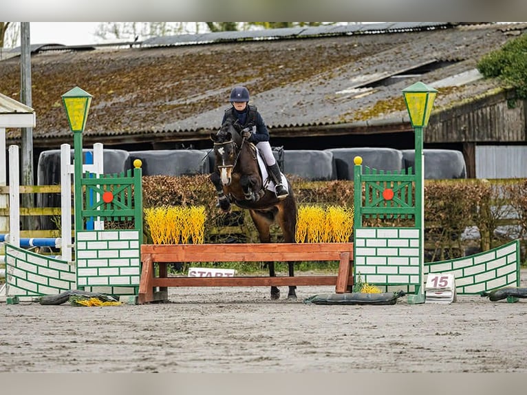 Connemara Stallion 5 years 14.1 hh Brown in Sligo