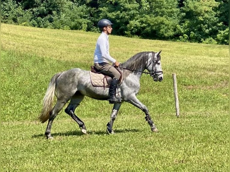 Connemara Stallion 5 years 14,1 hh Grey-Dark-Tan in Lisberg