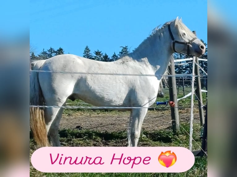 Connemara Stallion 5 years 14 hh Grey in Bastogne