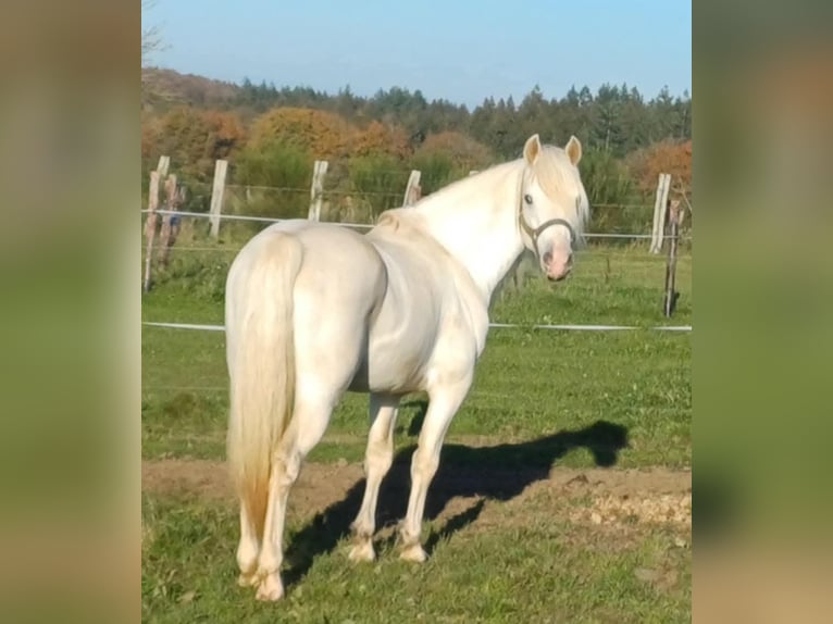 Connemara Stallion 5 years 14 hh Grey in Bastogne