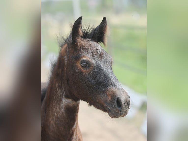 Connemara Stallion 5 years 14,1 hh Grey-Dark-Tan in Lisberg