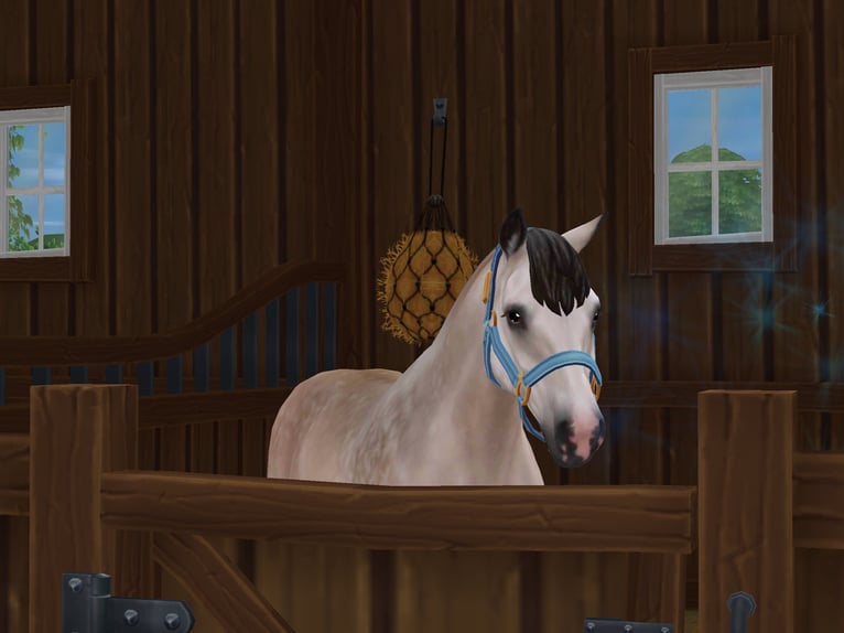 Connemara Stallion 5 years 15,1 hh Grey-Dapple in Löberitz