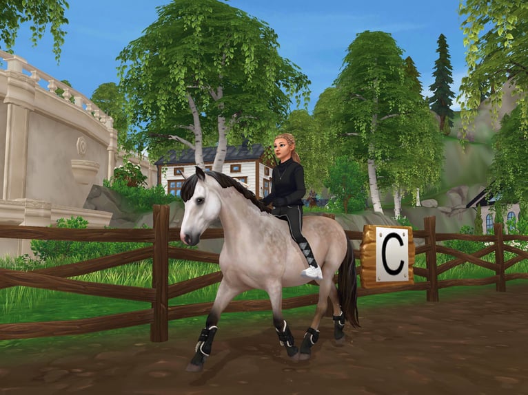 Connemara Stallion 5 years 15,1 hh Grey-Dapple in Löberitz