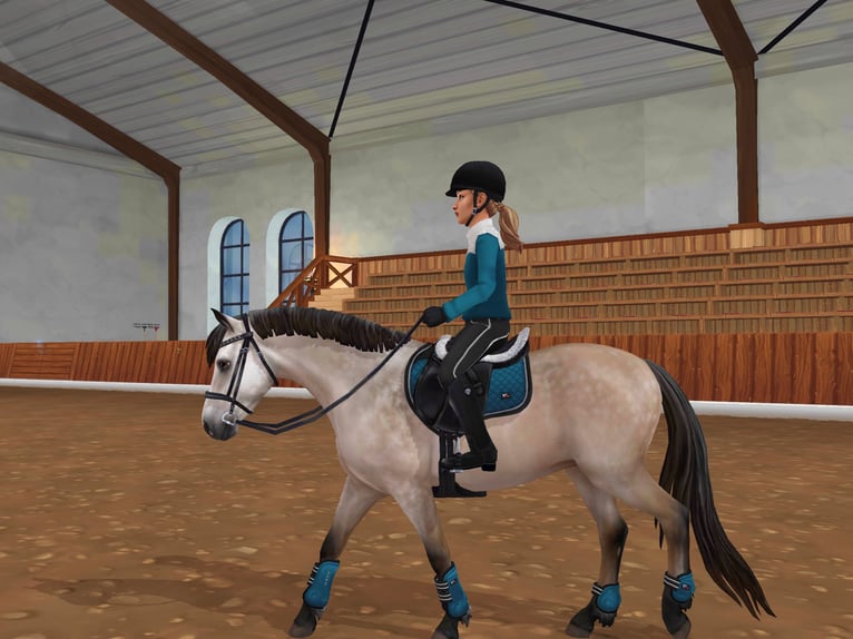 Connemara Stallion 5 years 15,1 hh Grey-Dapple in Löberitz