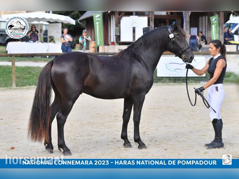 Connemara Stallion 5 years Black in Southwest
