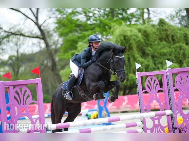 Connemara Stallion 5 years Black in Southwest
