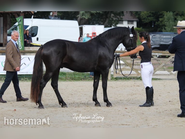 Connemara Stallion 5 years Black in Southwest