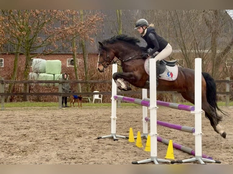 Connemara Stallion 6 years 14.1 hh Brown in Osdorf