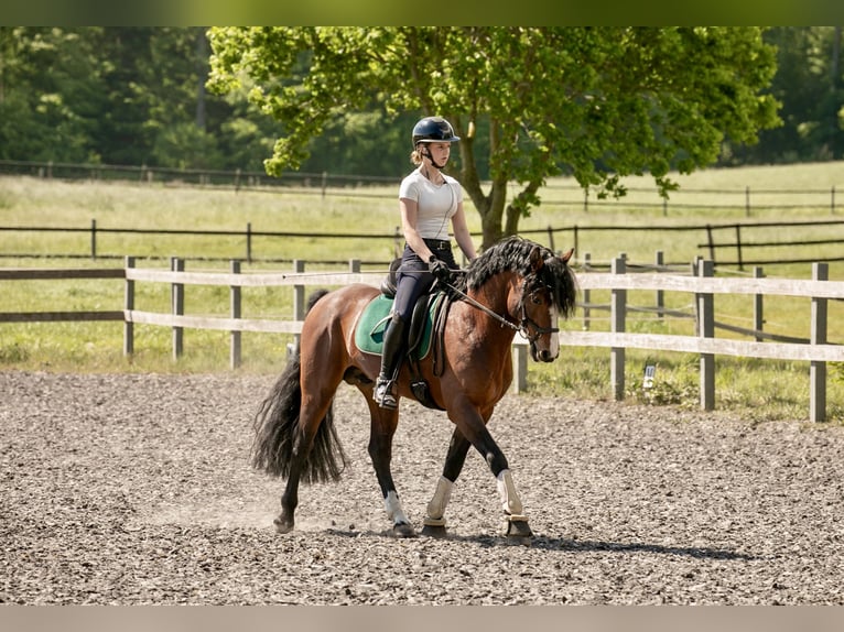 Connemara Stallion 6 years 14.1 hh Brown in Osdorf