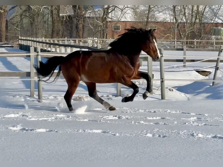 Connemara Stallion 6 years 14,1 hh Brown in Osdorf