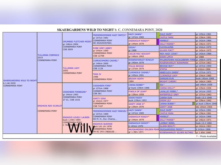 Connemara Stallion 6 years 14,1 hh Brown in Osdorf