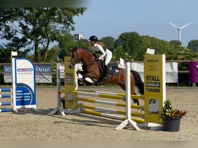 Connemara Stallion 6 years 14,1 hh Brown in Osdorf