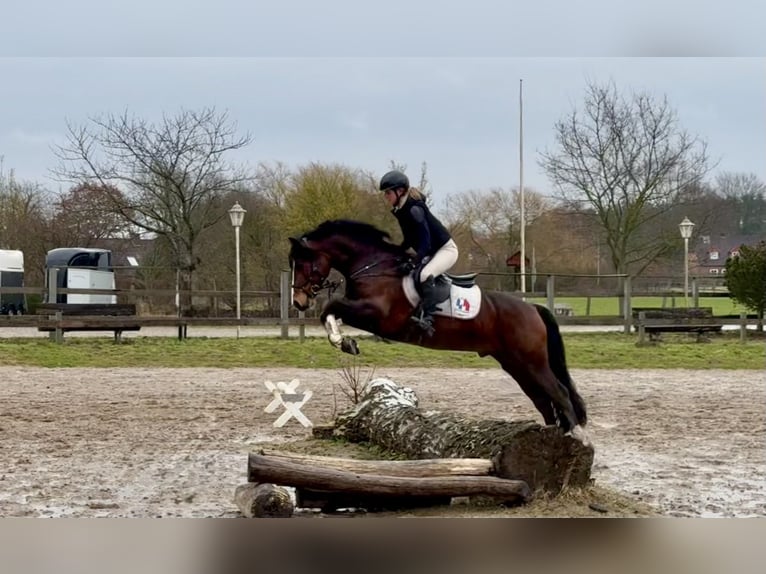 Connemara Stallion 6 years 14,1 hh Brown in Osdorf