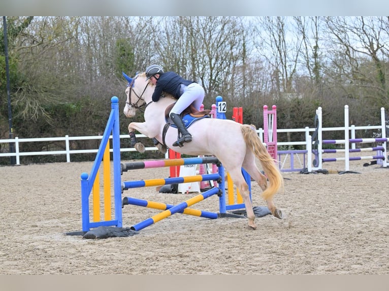 Connemara Stallion 8 years 14,2 hh Perlino in Stottesdon