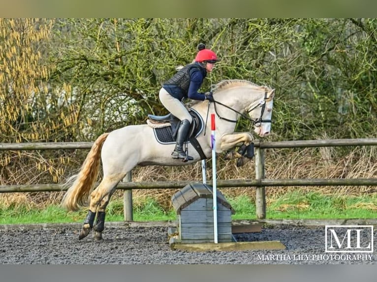 Connemara Stallion 8 years 14,2 hh Perlino in Stottesdon