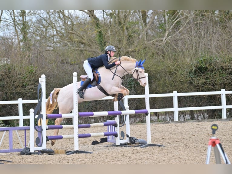 Connemara Stallion 8 years 14,2 hh Perlino in Stottesdon