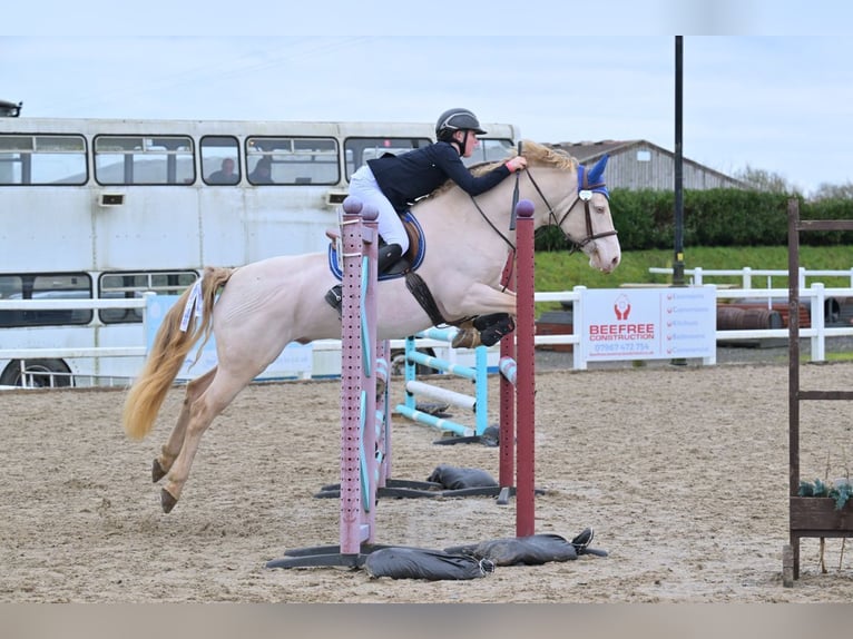 Connemara Stallion 8 years 14,2 hh Perlino in Stottesdon