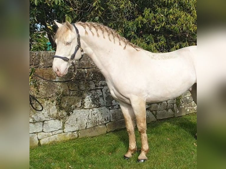 Connemara Stallion 8 years 14,2 hh Perlino in Stottesdon