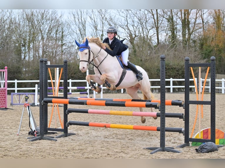 Connemara Stallion 8 years 14,2 hh Perlino in Stottesdon