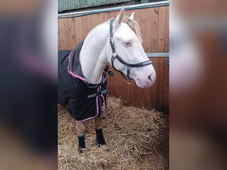 Connemara Stallion 8 years 14,2 hh Perlino in Stottesdon