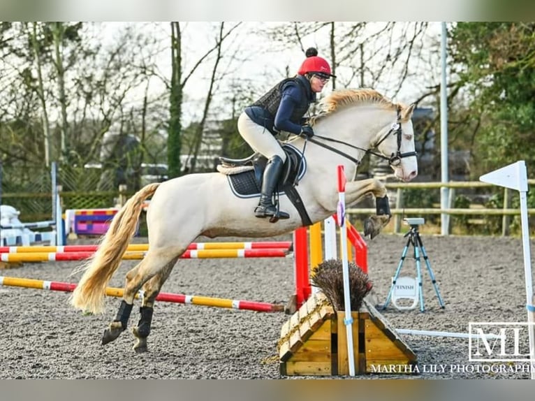 Connemara Stallion 8 years 14,2 hh Perlino in Stottesdon